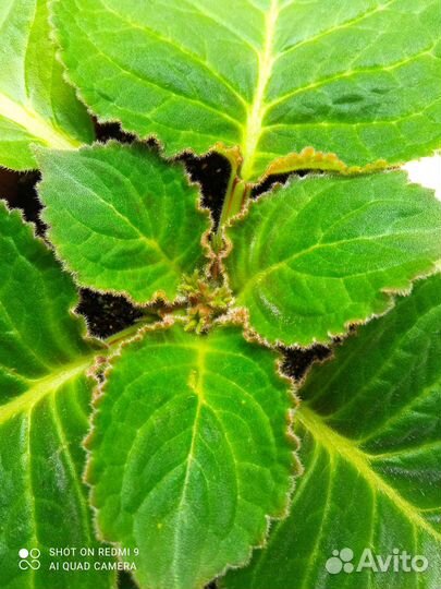 Глоксиния махровая