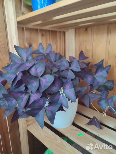 Кислица оксалис