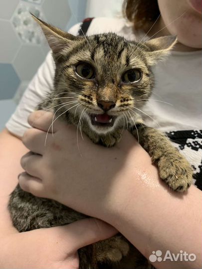 Котёнок девочка 2,5 месяца