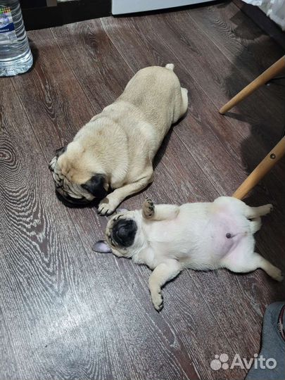Мопс вязка мальчик