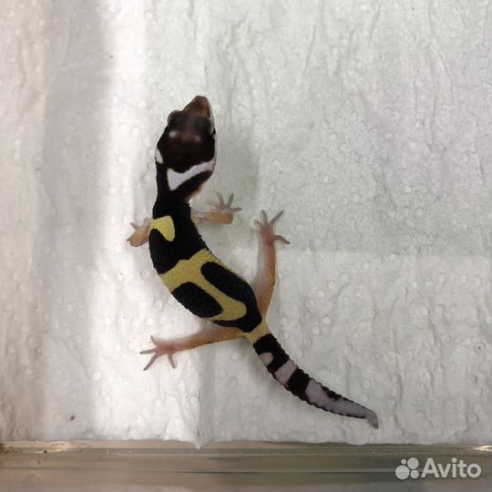 Bandit эублефар