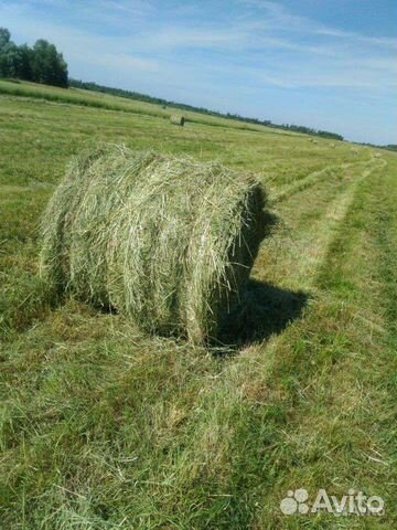 Продам сено в рулонах