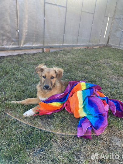 Собака в добрые руки отдам бесплатно