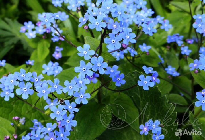 Многолетники для тенистого сада