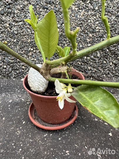 Лимон плодоносящий