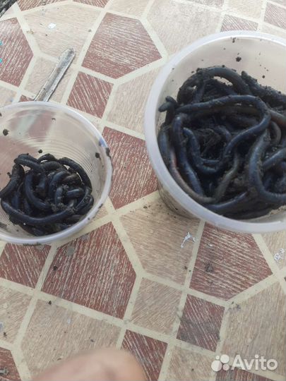 Черви красные зелёные