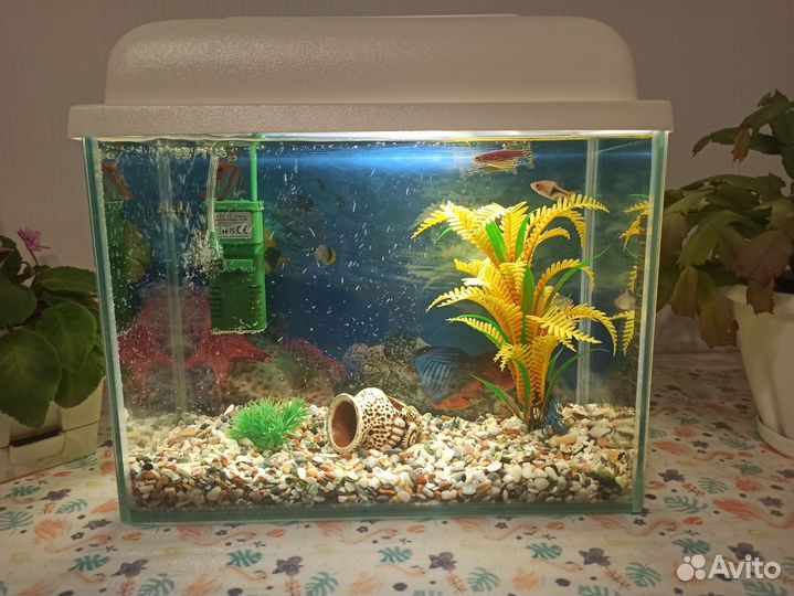 Аквариум с рыбками