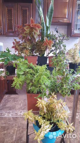 Аммельный колиус