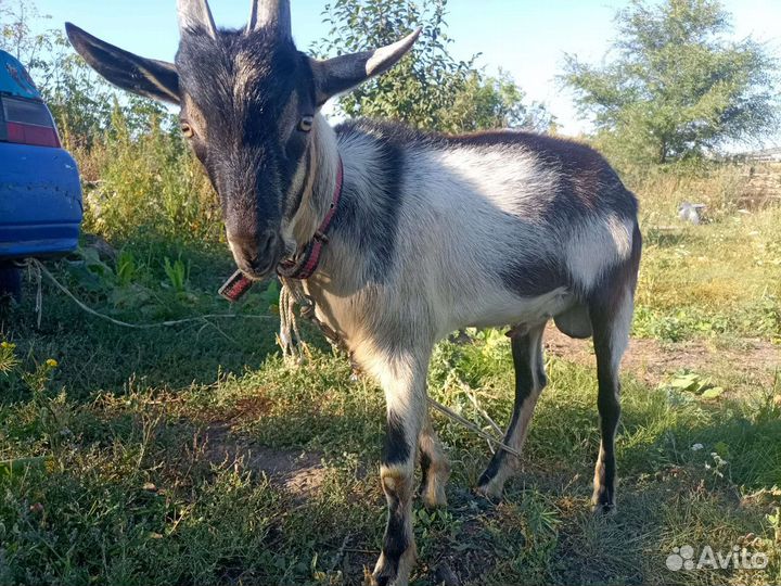 Козел альпийский