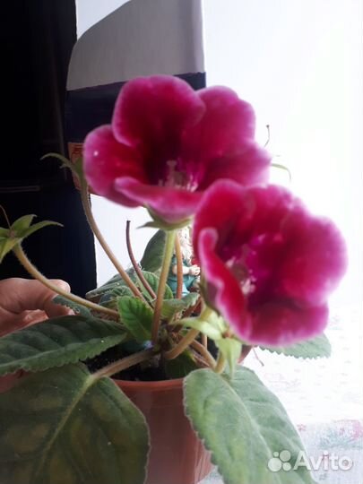 Глоксиния цветущая