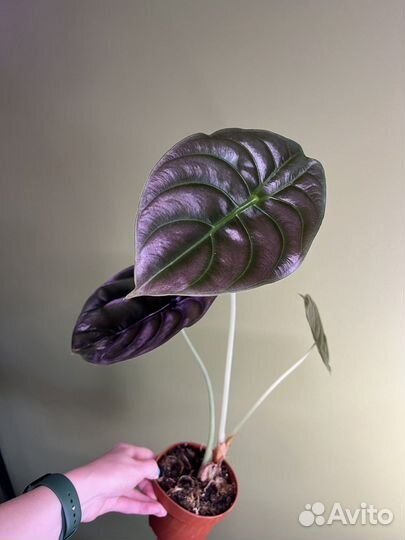 Алоказии микс: ред сикрет медная (cuprea), зебрина