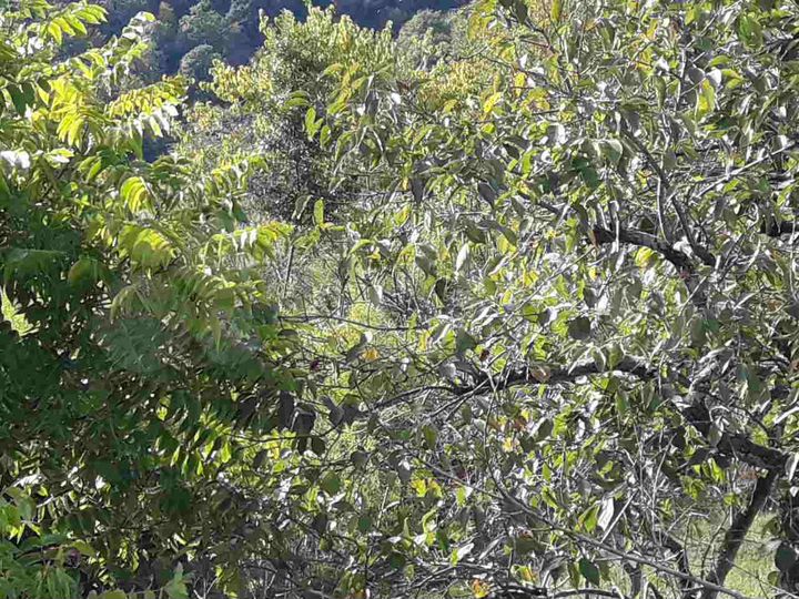 Участок 8 сот. (СНТ, ДНП)