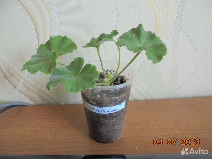 Комнатные цветы