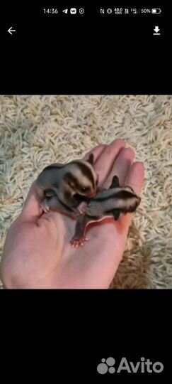 Белка летяга