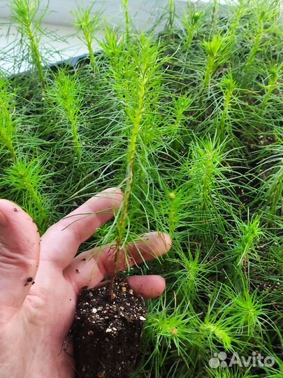 Сеянцы ели и сосны обыкновенной зкс