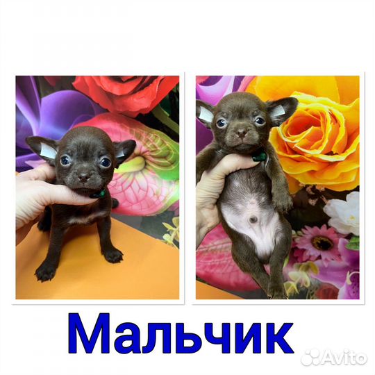 Белые мини девочки. Померанский шпиц