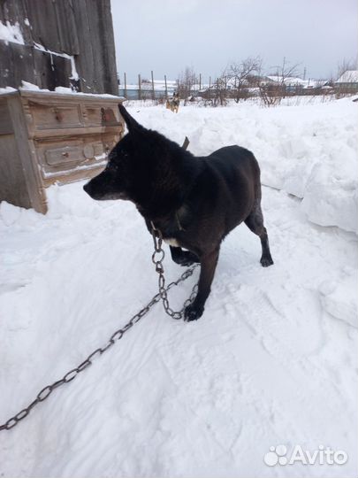 Собака в добрые руки отдам бесплатно