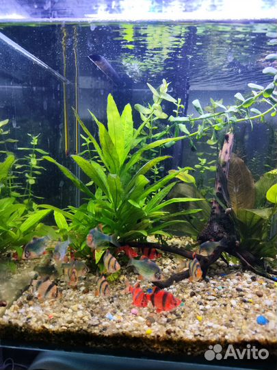 Аквариум