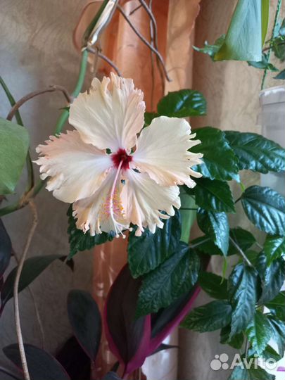 Гибискус китайская роза