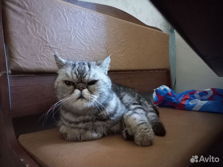 Экзотическая