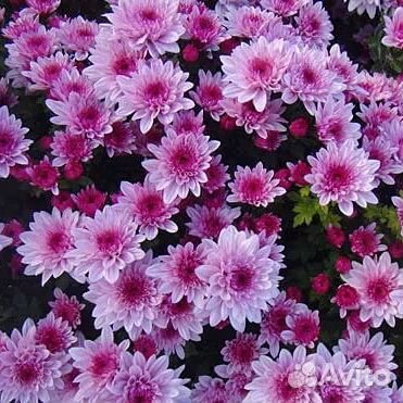 Хризантема мультифлора