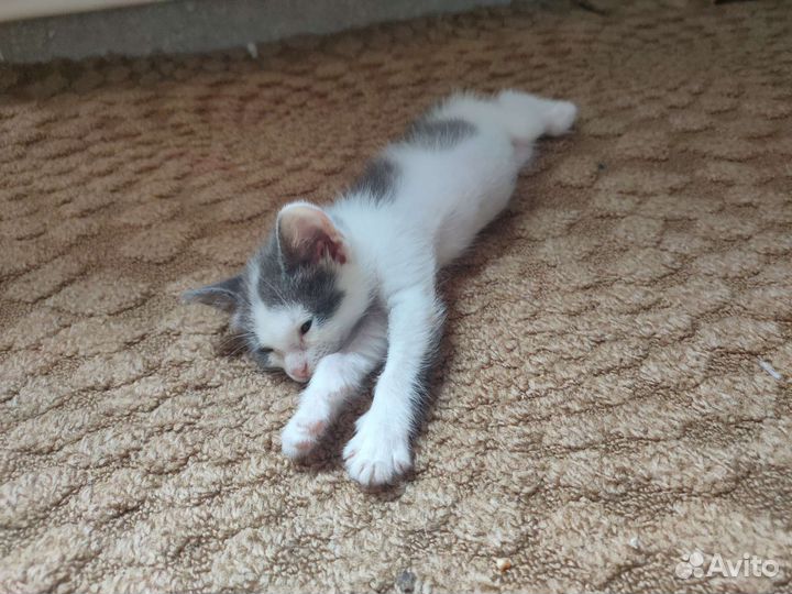 Котенок девочка