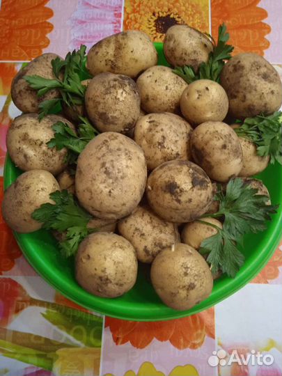 Картофель молодой, деревенский