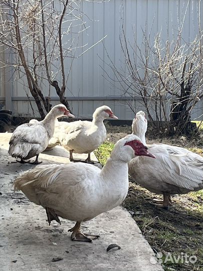 Селезень индоутки