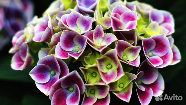 Гортензии метельчатые, древовидные и крупнолистные