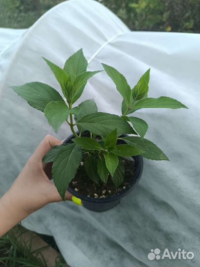 Гортензия метельчатая Скайфол