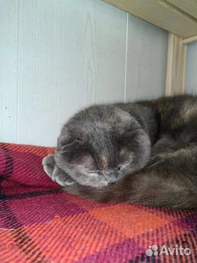 Кошки из приюта бесплатно