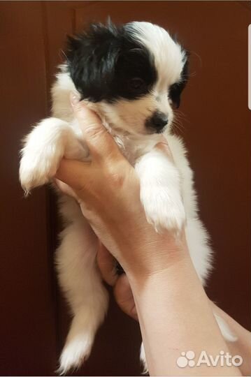 Щенки папийона 5 месяцев