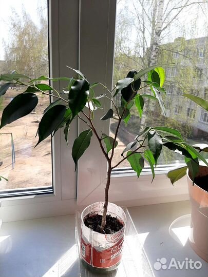 Фикус Бенджамина