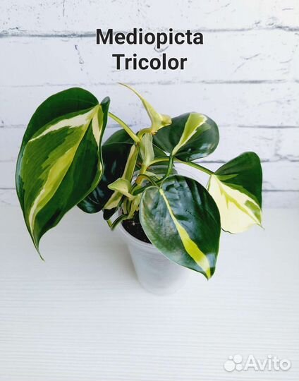 Филодендроны, Сциндапсусы укорененные