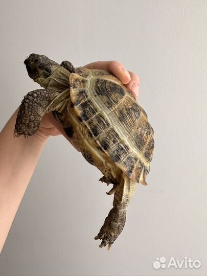 Черепаха сухопутная москва