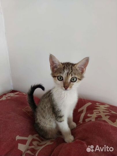 Милые глазастики