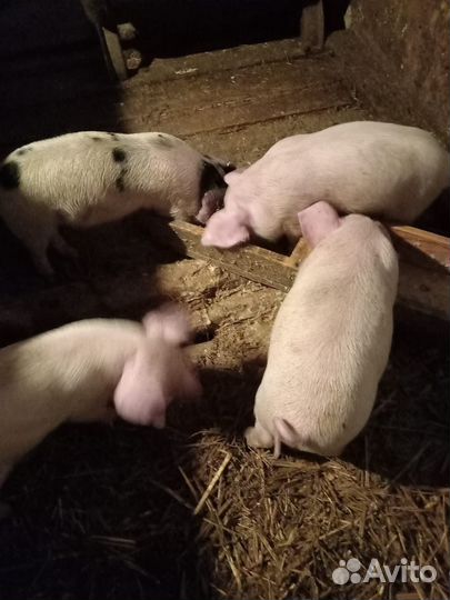 Поросята