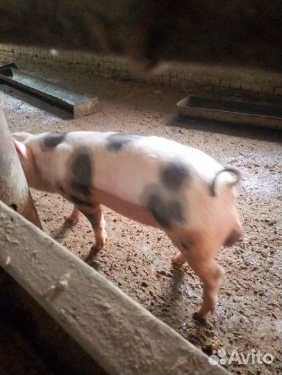 Кабачки 2шт