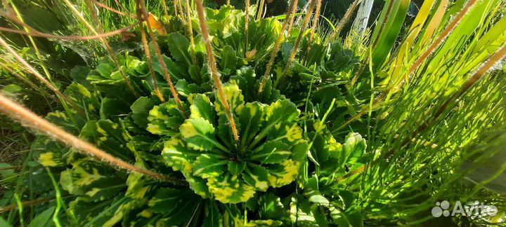 Пельтифиллум