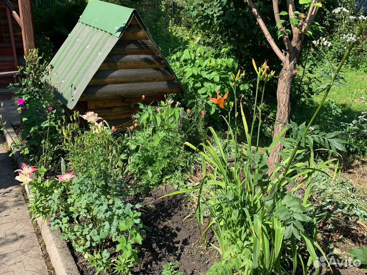 Лилии луковицы Лилейники