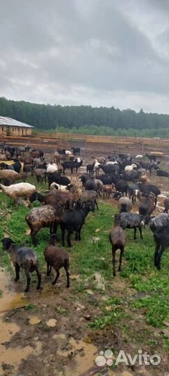 Овцы бараны