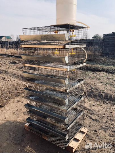 Клетка для перепелов
