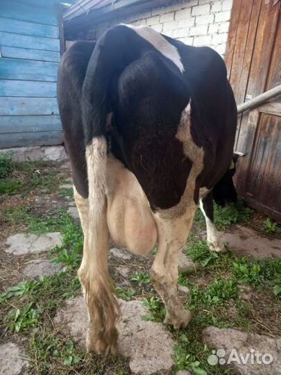 Корова стельная дойная