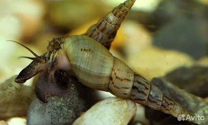 Улитки Мелании