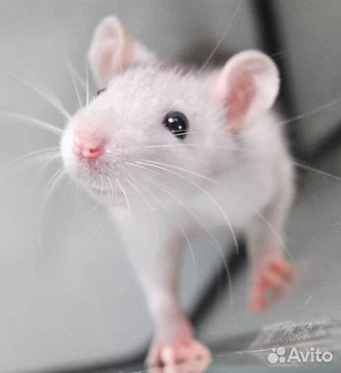 Декоративные мыши