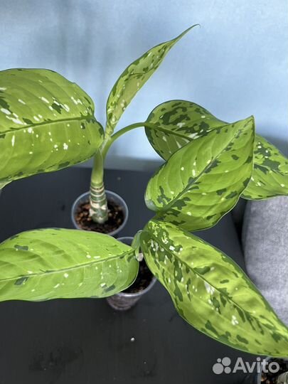 Диффенбахия Баузе