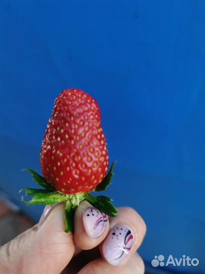 Рассада клубники Альба