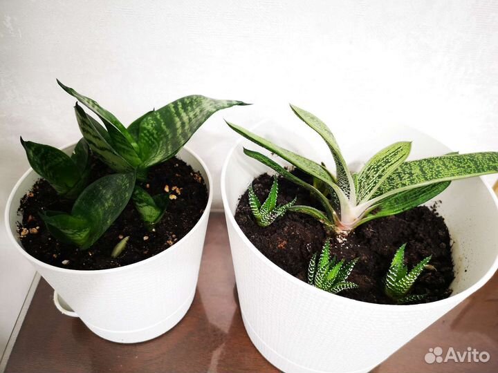 Сансевиерия ханни