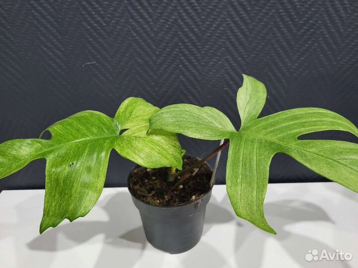 Филодендрон Florida ghost, Ring of fire