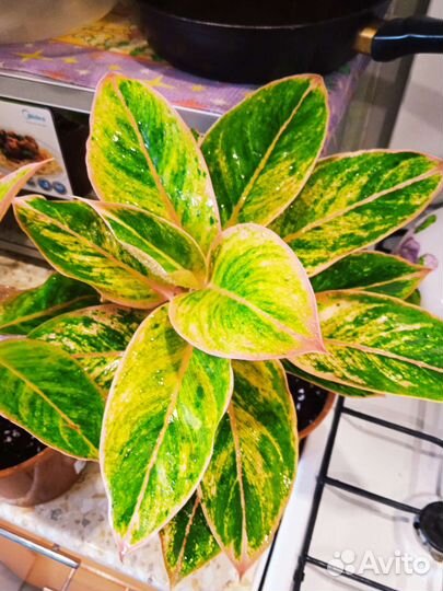 Аглаонема Амелия